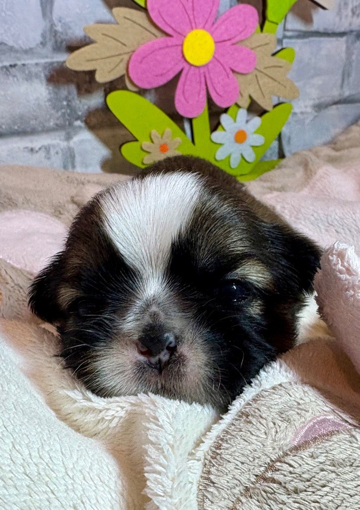 de Fu Xing - Chiots disponibles - Shih Tzu