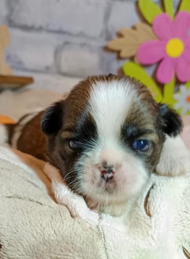 de Fu Xing - Chiots disponibles - Shih Tzu