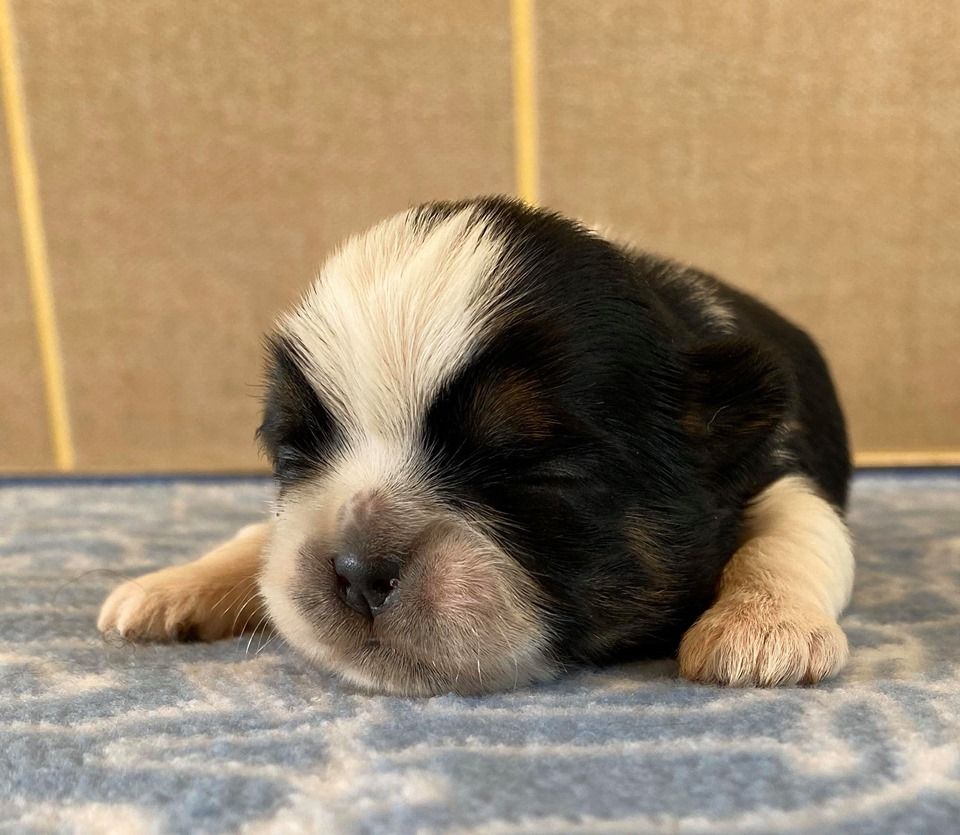 de Fu Xing - Shih Tzu - Portée née le 15/04/2020