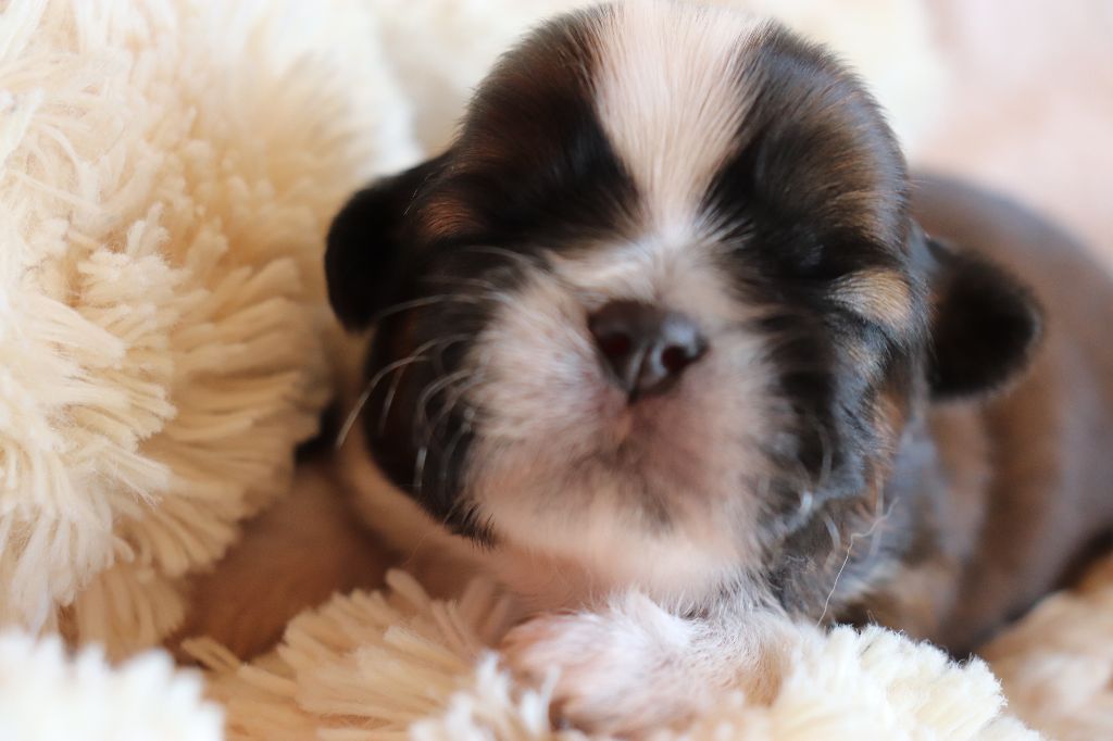 de Fu Xing - Shih Tzu - Portée née le 13/07/2020